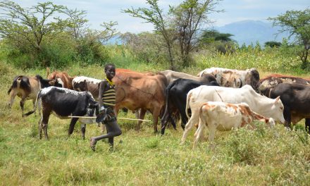 KARAMOJA DEVELOPMENT FORUM: Pastoralism in Karamoja